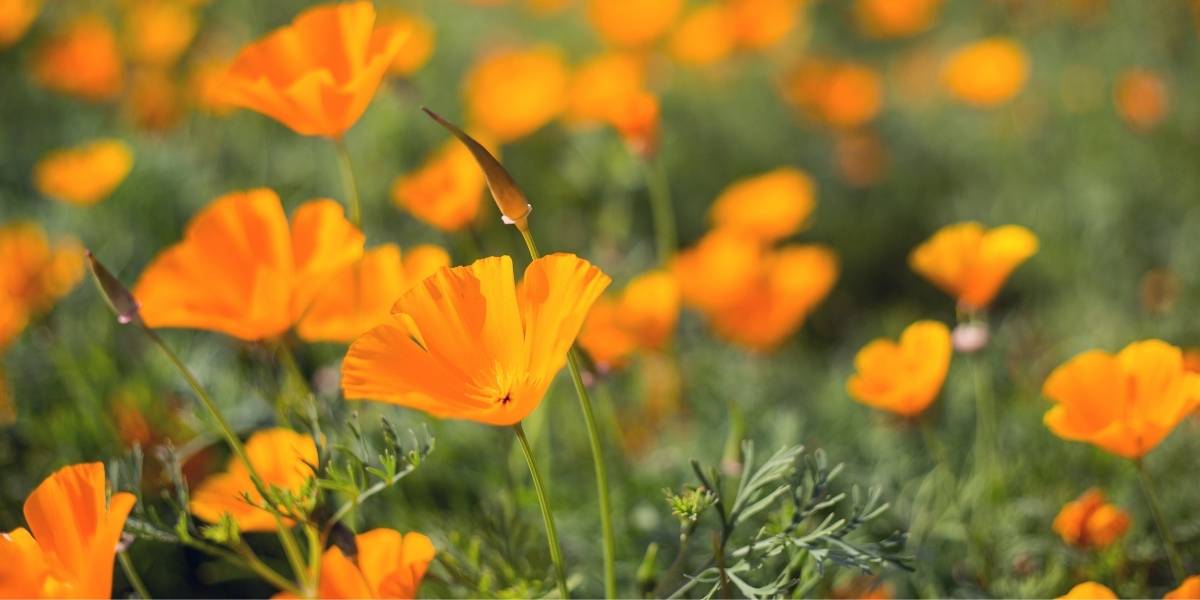 californian poppy